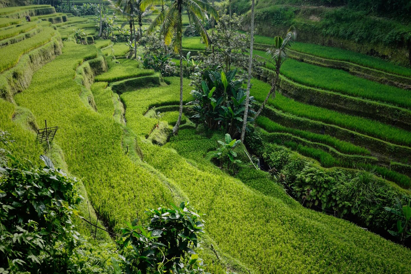 Lush green rice terraces and palms in Bali