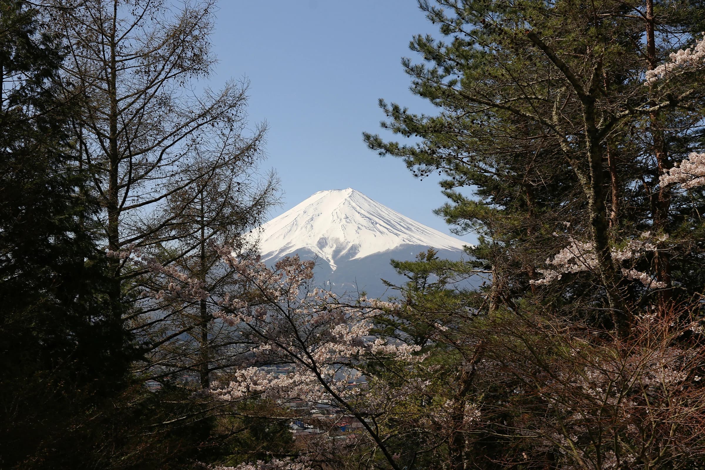 Mount Fuji framed by cherry blossoms