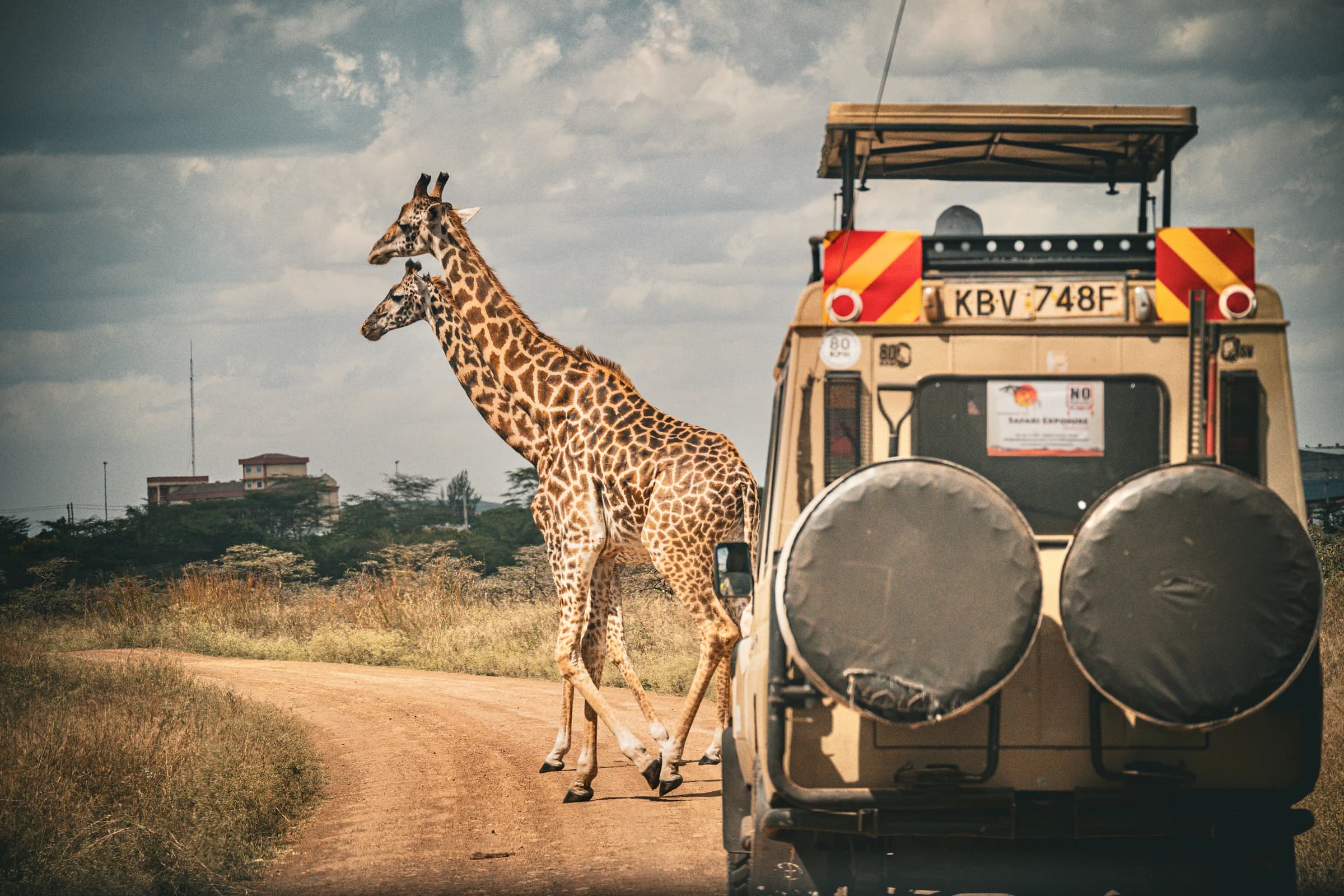 Giraffes near a safari vehicle on the African savannah