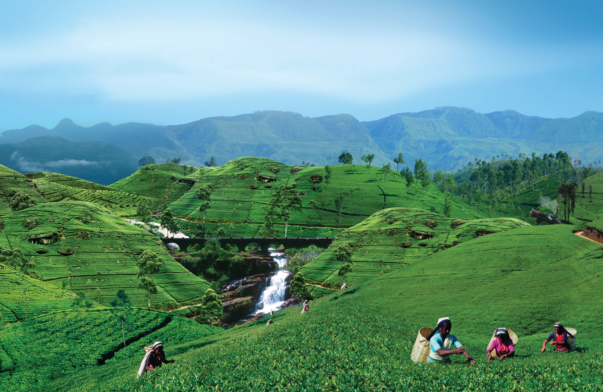Tea country across Sri Lanka's central highlands