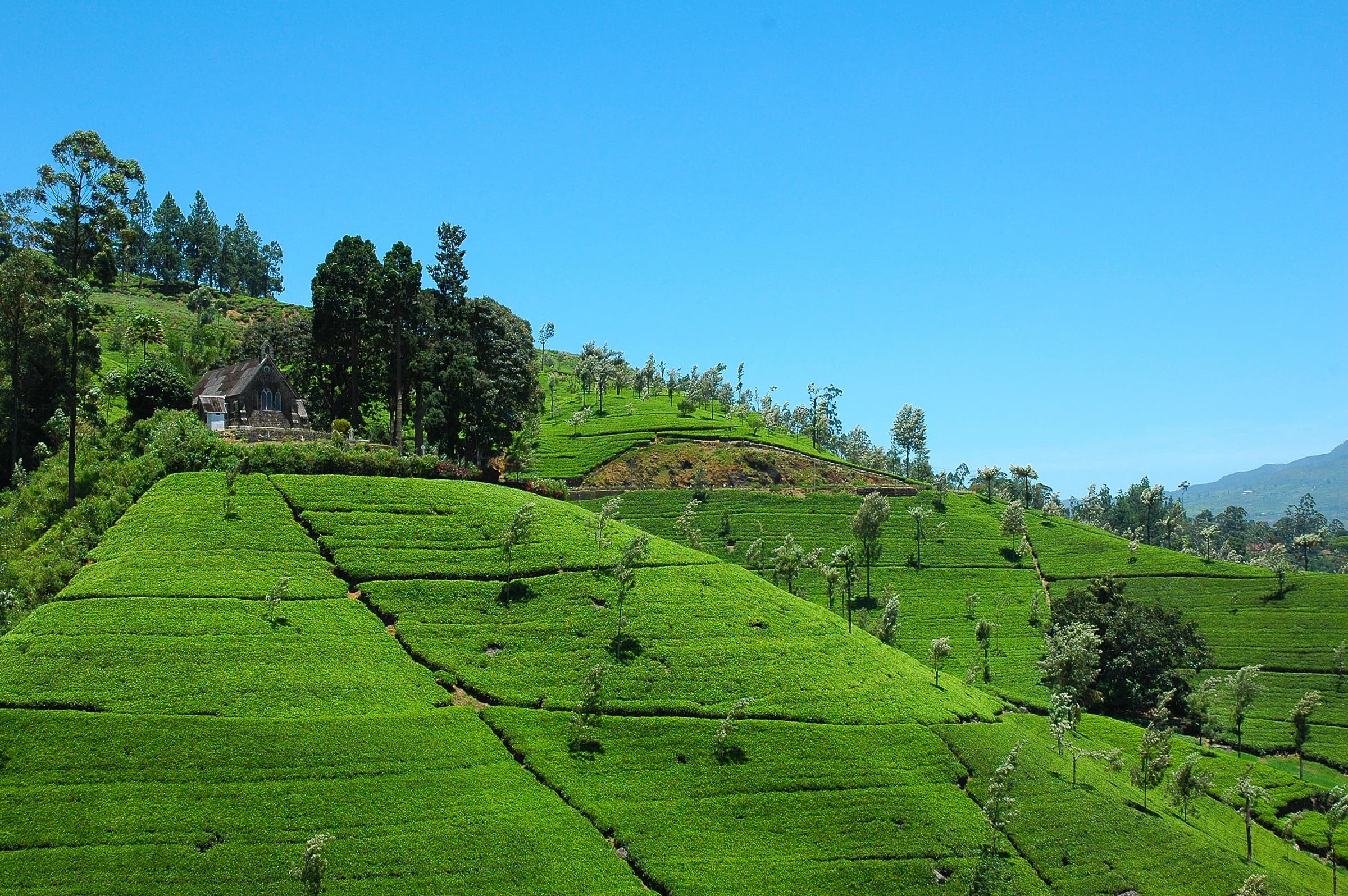 Rolling tea estates across Sri Lanka’s hill country