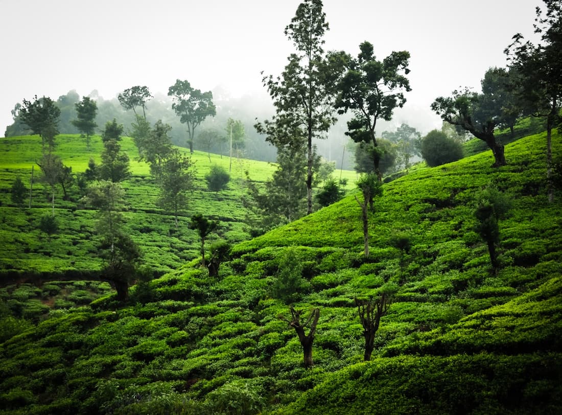 Soft mist over green tea fields near Nuwara Eliya