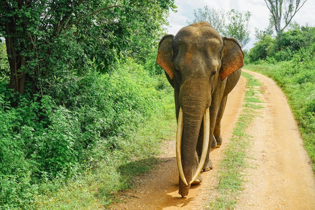 An elephant walking along a track in Udawalawe National Park