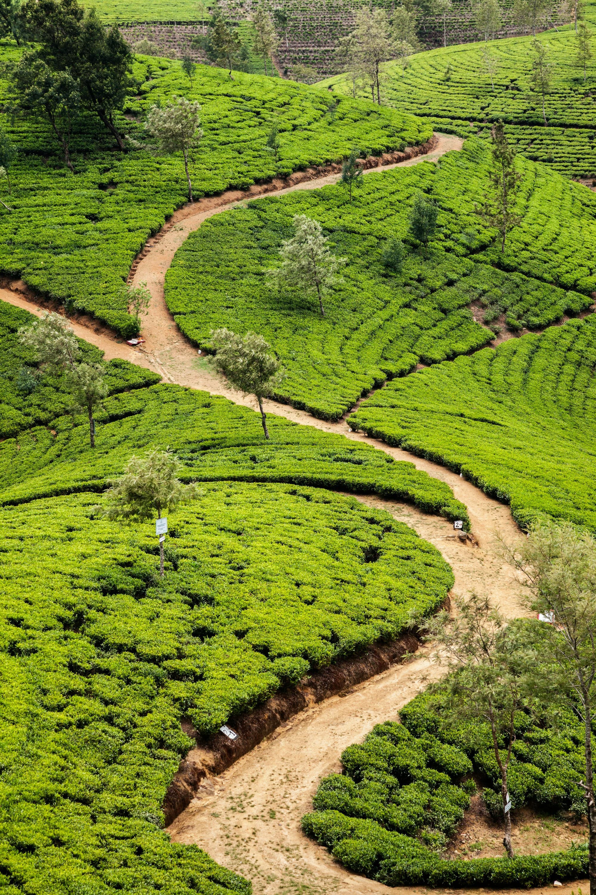 A winding path through the green tea fields of Nuwara Eliya, Sri Lanka