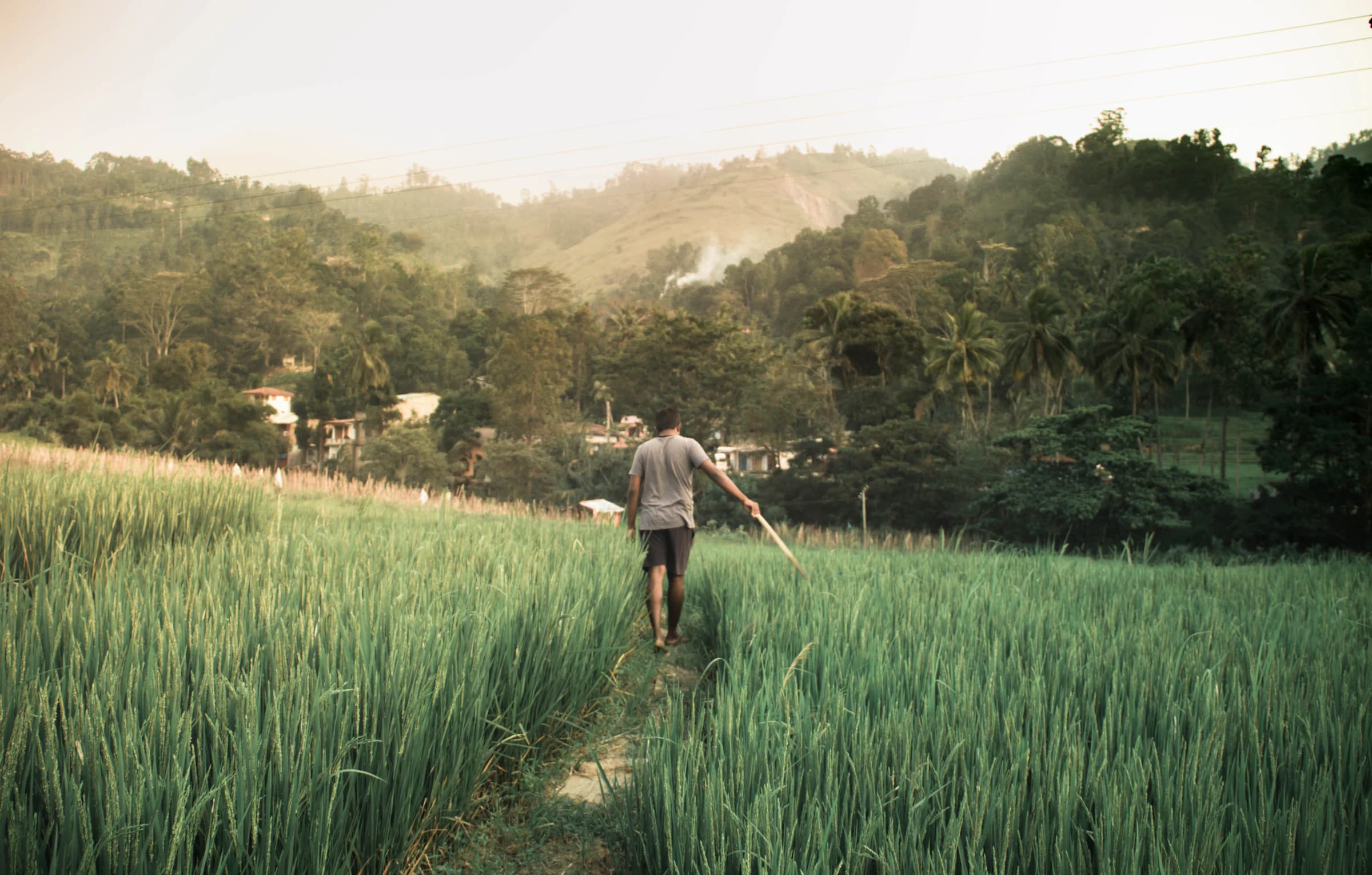 A gentle Sri Lanka landscape suited to an unhurried family journey