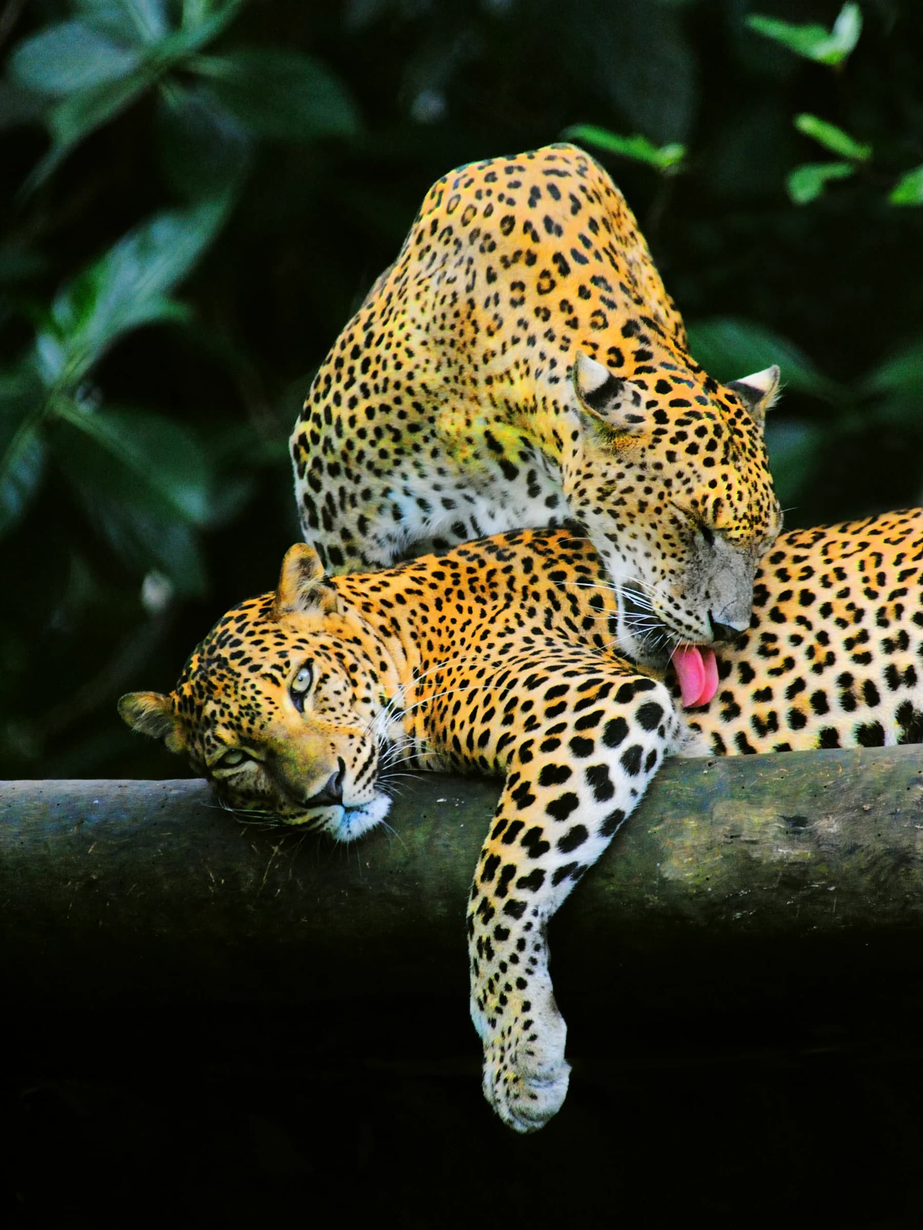 Leopards resting together in Sri Lanka